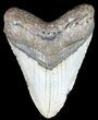 Bargain, Megalodon Tooth - North Carolina #54763-1